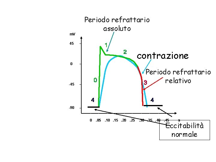 m. V Periodo refrattario assoluto 45 contrazione 0 Periodo refrattario relativo -45 -90 0