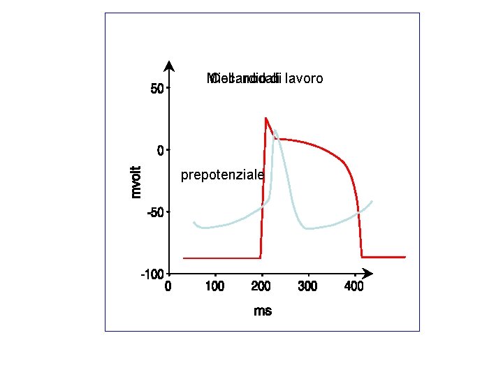 Miocardio Cell. nodali di lavoro prepotenziale 