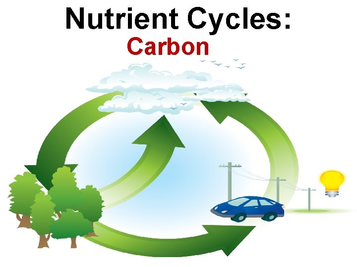 Nutrient Cycles: Carbon 