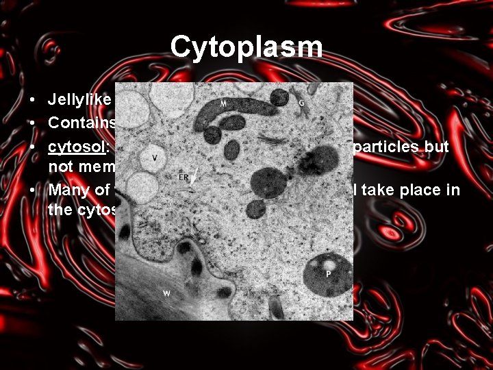 Cell Structure and Function Chapter 4 Robert Hooke