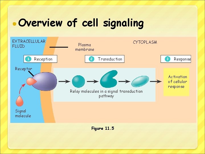 ● Overview EXTRACELLULAR FLUID 1 Reception of cell signaling CYTOPLASM Plasma membrane 2 Transduction
