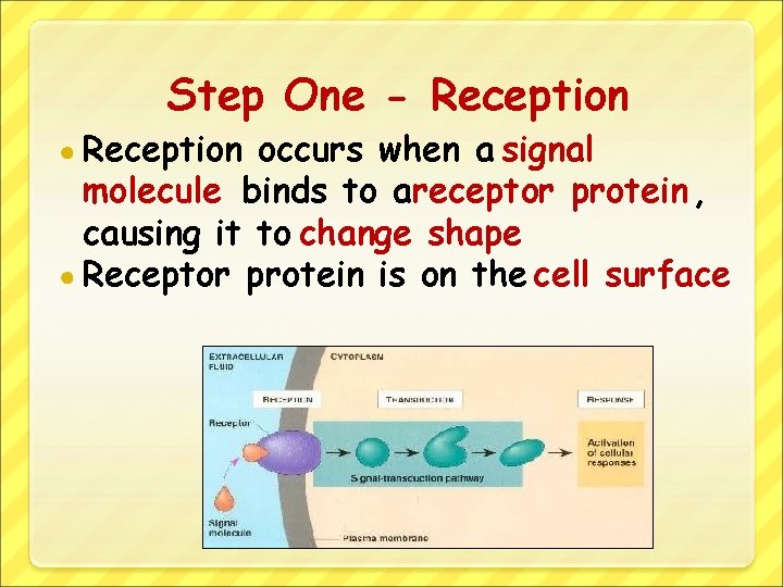 Step One - Reception ● Reception occurs when a signal molecule binds to areceptor