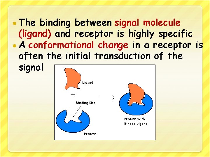 ● The binding between signal molecule (ligand) and receptor is highly specific ● A