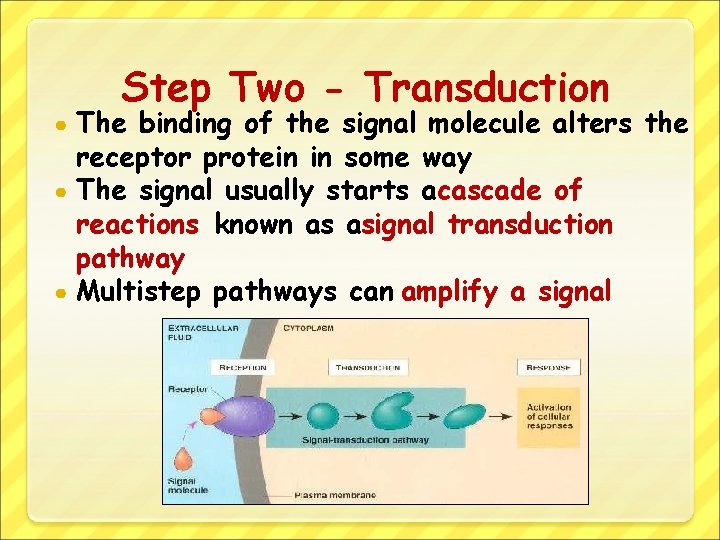 Step Two - Transduction The binding of the signal molecule alters the receptor protein