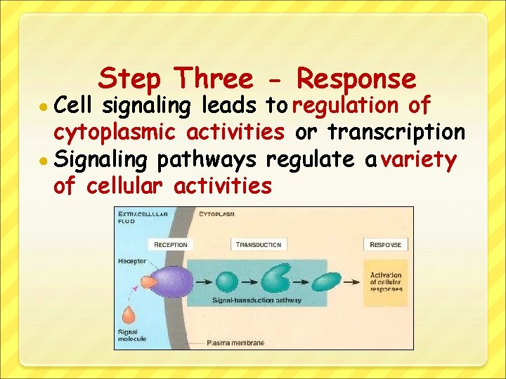 ● Cell Step Three - Response signaling leads to regulation of cytoplasmic activities or