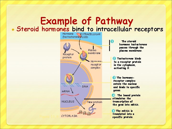 ● Example of Pathway Steroid hormones bind to intracellular receptors Hormone EXTRACELLULAR (testosterone) FLUID