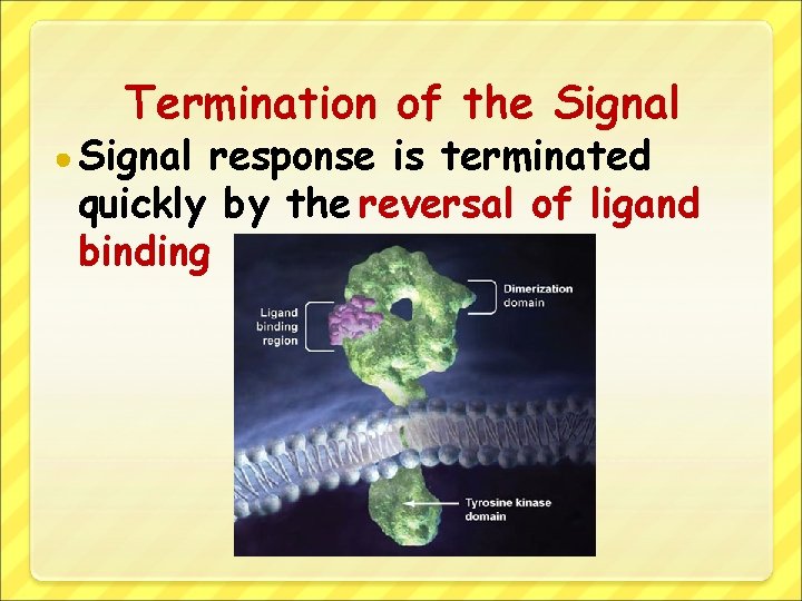Termination of the Signal ● Signal response is terminated quickly by the reversal of