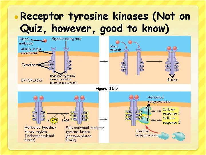 ● Receptor tyrosine kinases (Not on Quiz, however, good to know) Signal-binding site Signal