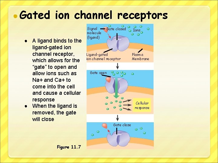 ● Gated ion channel receptors ● A ligand binds to the ligand-gated ion channel