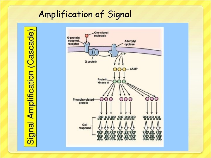 Amplification of Signal 