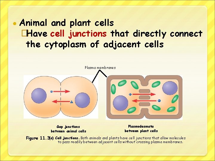 ● Animal and plant cells �Have cell junctions that directly connect the cytoplasm of