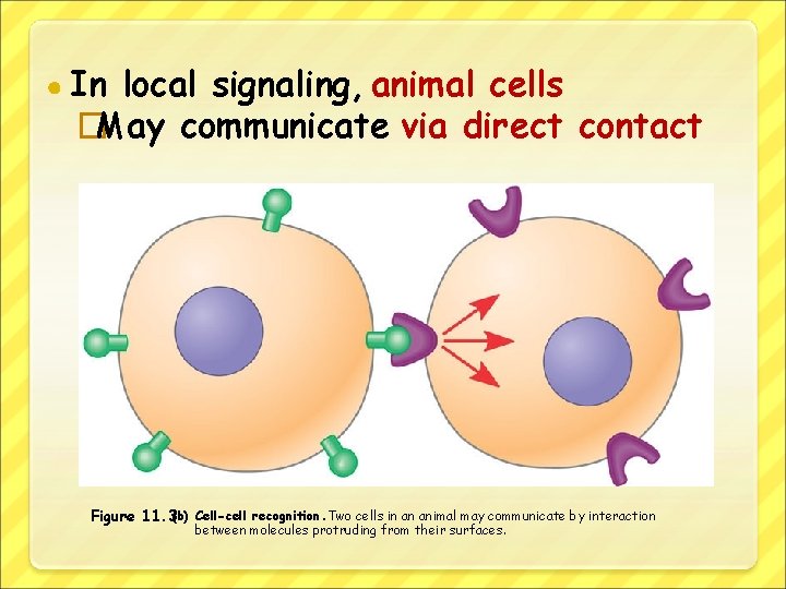 ● In local signaling, animal cells �May communicate via direct contact Figure 11. 3(b)