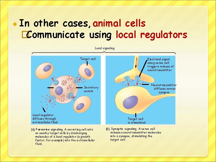 ● In other cases, animal cells �Communicate using local regulators Local signaling Target cell