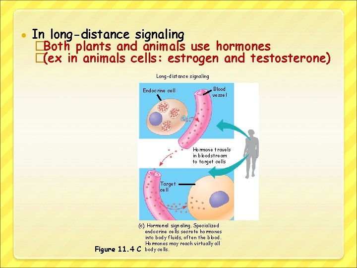 ● In long-distance signaling �Both plants and animals use hormones �(ex in animals cells: