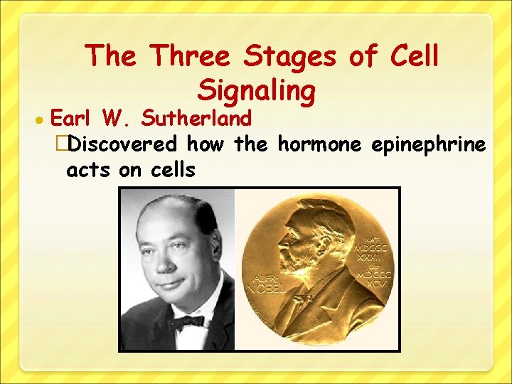 The Three Stages of Cell Signaling ● Earl W. Sutherland �Discovered how the hormone