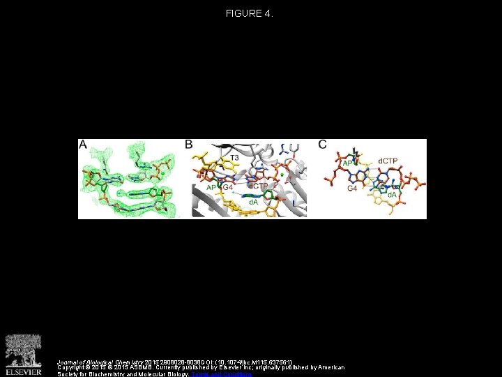 FIGURE 4. Journal of Biological Chemistry 2015 2908028 -8038 DOI: (10. 1074/jbc. M 115.