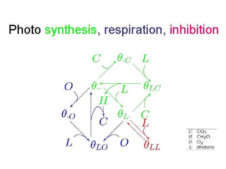 Photo synthesis, respiration, inhibition 