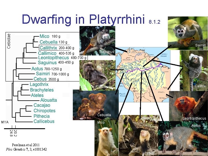 Cebidae Dwarfing in Platyrrhini 8. 1. 2 180 g 130 g 200 -400 g