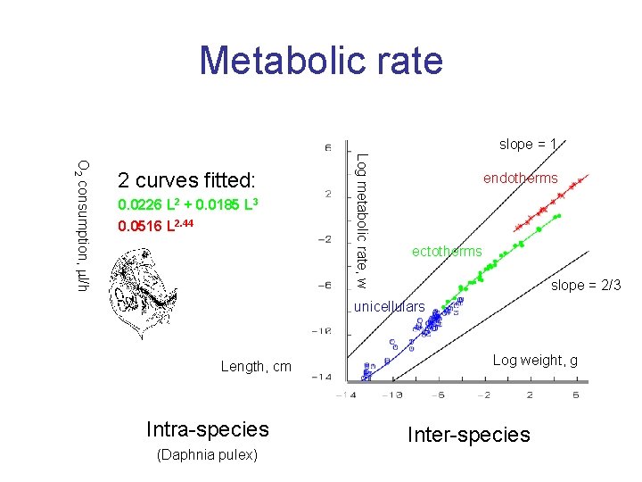 Metabolic rate slope = 1 0. 0226 L 2 + 0. 0185 L 3