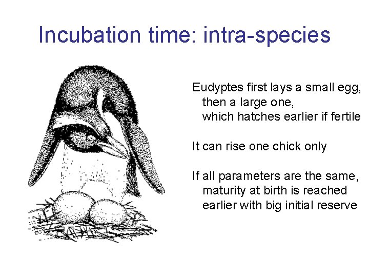Incubation time: intra-species Eudyptes first lays a small egg, then a large one, which