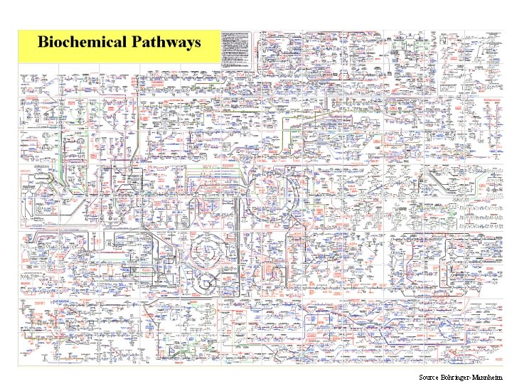 Source Bohringer-Mannheim 