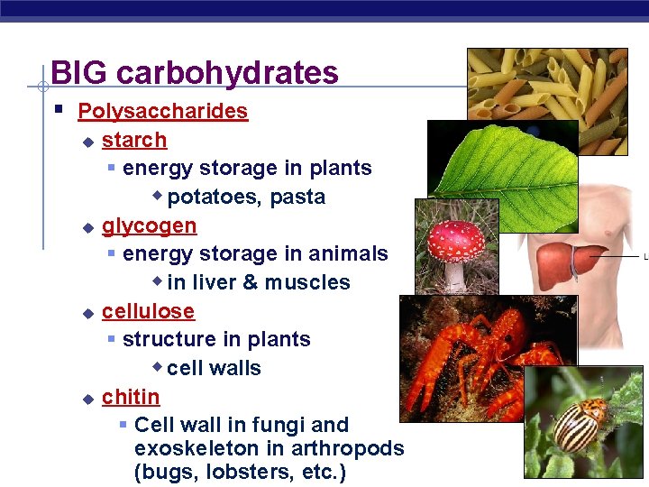 BIG carbohydrates § Polysaccharides u u starch § energy storage in plants w potatoes,
