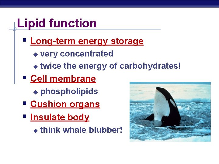 Lipid function § Long-term energy storage very concentrated u twice the energy of carbohydrates!