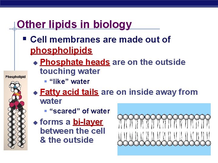 Other lipids in biology § Cell membranes are made out of phospholipids u Phosphate