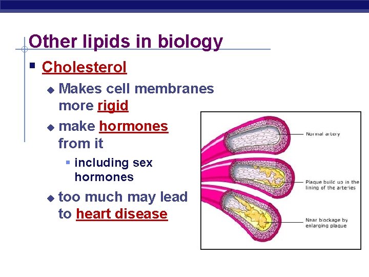 Other lipids in biology § Cholesterol Makes cell membranes more rigid u make hormones