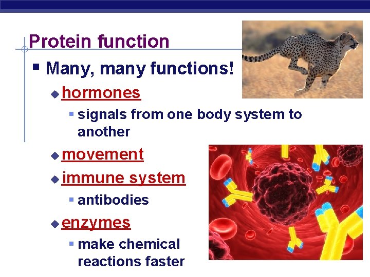 Protein function § Many, many functions! u hormones § signals from one body system