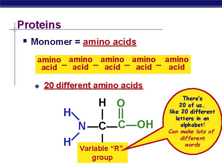 Proteins § Monomer = amino acids amino amino acid – acid u 20 different