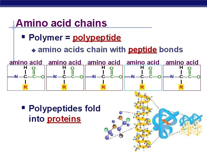 Amino acid chains § Polymer = polypeptide u amino acids chain with peptide bonds