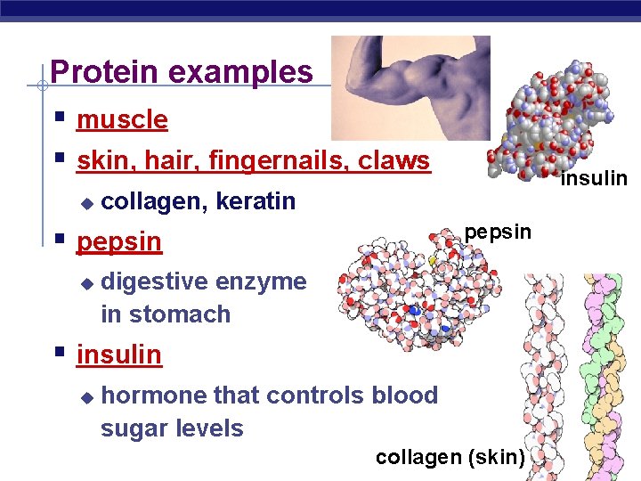 Protein examples § muscle § skin, hair, fingernails, claws u collagen, keratin pepsin §
