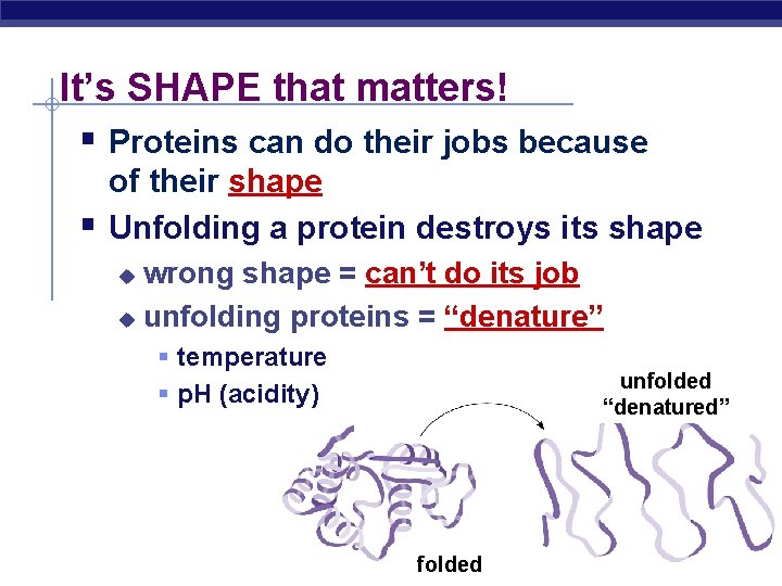 It’s SHAPE that matters! § Proteins can do their jobs because § of their