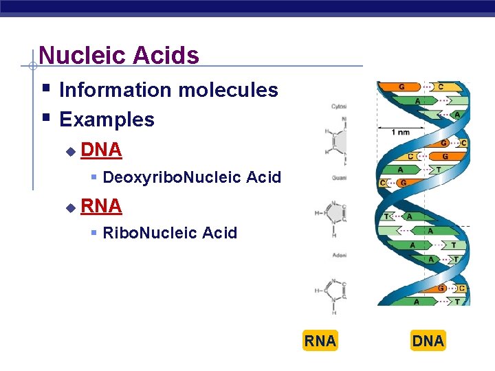 Nucleic Acids § Information molecules § Examples u DNA § Deoxyribo. Nucleic Acid u