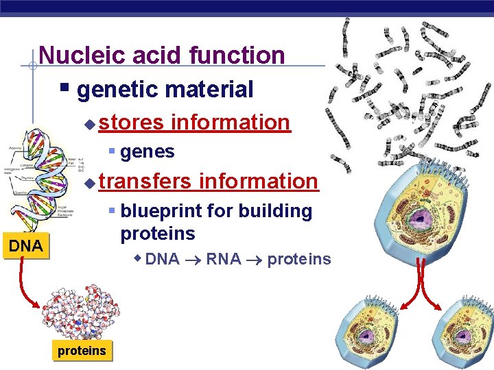 Nucleic acid function § genetic material u stores information § genes u transfers information