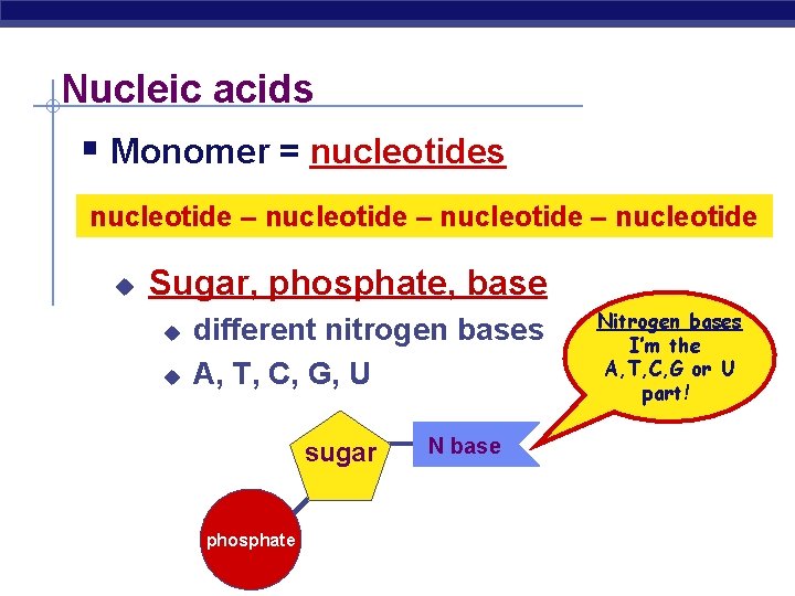 Nucleic acids § Monomer = nucleotides nucleotide – nucleotide u Sugar, phosphate, base u