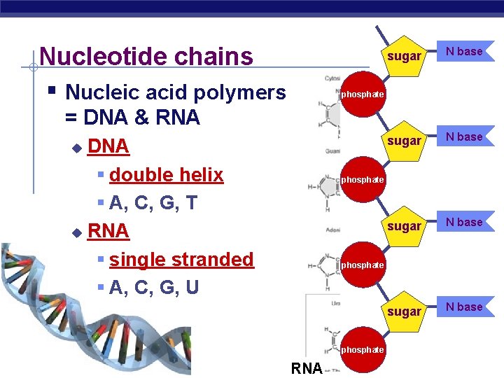 Nucleotide chains § Nucleic acid polymers sugar N base phosphate = DNA & RNA