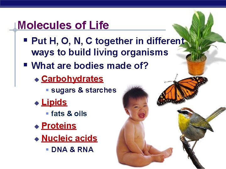 Molecules of Life § Put H, O, N, C together in different § ways