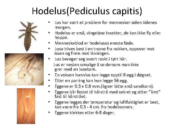 Hodelus(Pediculus capitis) • Lus har vært et problem for mennesker siden tidenes morgen. •