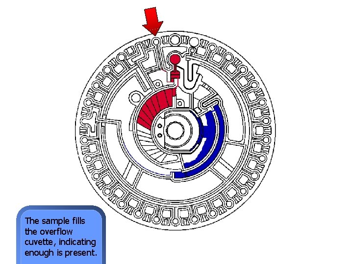 The sample fills the overflow cuvette, indicating enough is present. 
