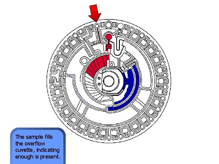 The sample fills the overflow cuvette, indicating enough is present. 