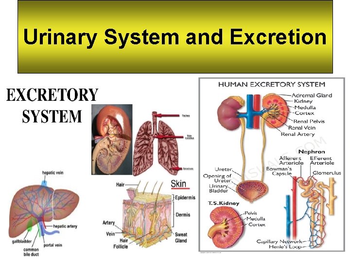 Urinary System and Excretion 16 -1 Urinary System and Excretion 16 -1