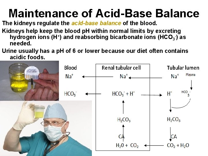 Maintenance of Acid-Base Balance The kidneys regulate the acid-base balance of the blood. Kidneys Maintenance of Acid-Base Balance The kidneys regulate the acid-base balance of the blood. Kidneys