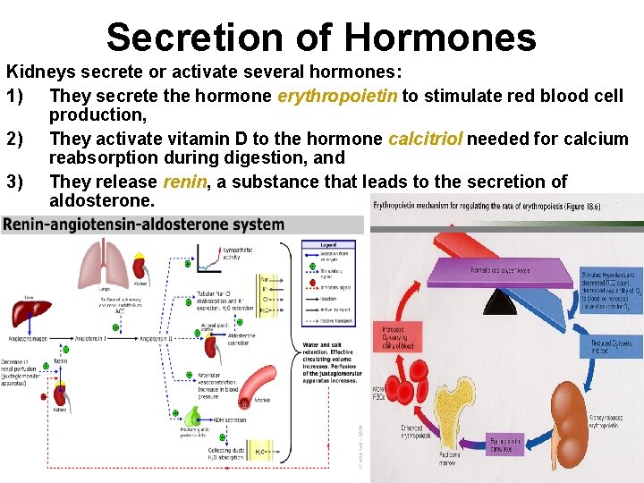 Secretion of Hormones Kidneys secrete or activate several hormones: 1) They secrete the hormone Secretion of Hormones Kidneys secrete or activate several hormones: 1) They secrete the hormone