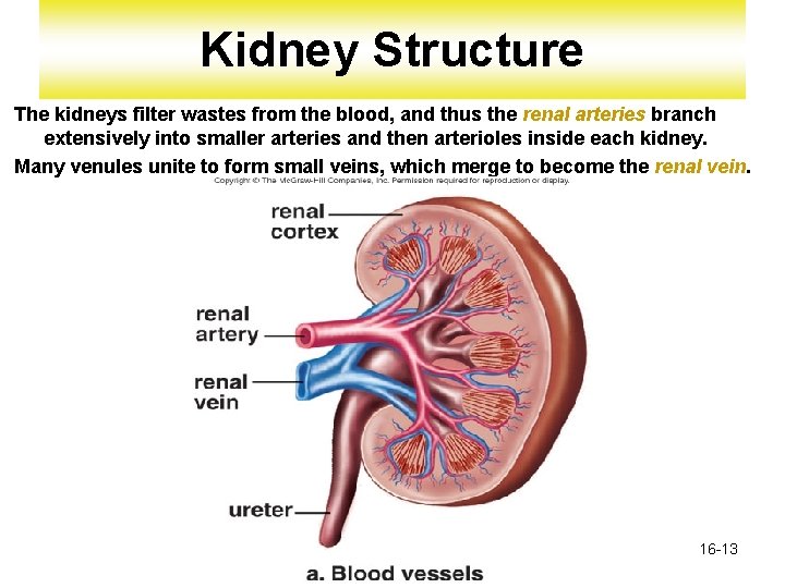 Kidney Structure The kidneys filter wastes from the blood, and thus the renal arteries Kidney Structure The kidneys filter wastes from the blood, and thus the renal arteries