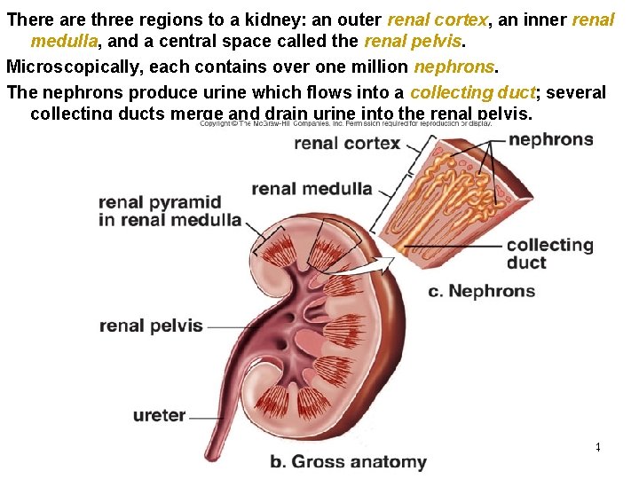 There are three regions to a kidney: an outer renal cortex, an inner renal There are three regions to a kidney: an outer renal cortex, an inner renal