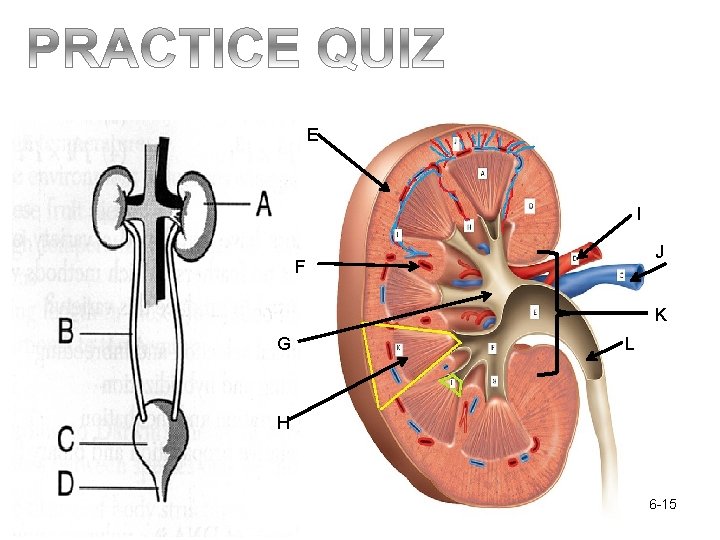 E I J F K G L H 16 -15 E I J F K G L H 16 -15