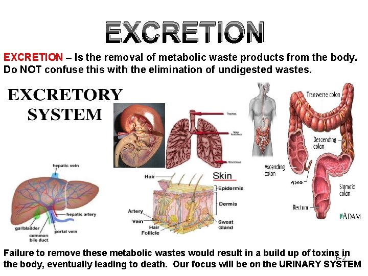 EXCRETION – Is the removal of metabolic waste products from the body. Do NOT EXCRETION – Is the removal of metabolic waste products from the body. Do NOT