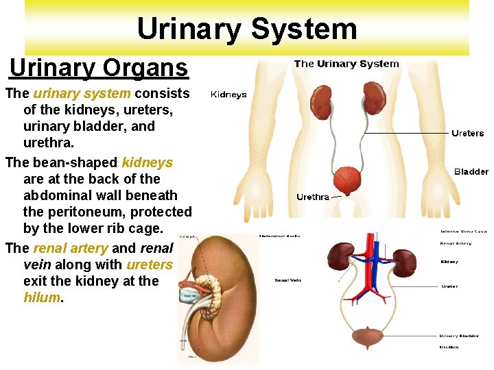 Urinary System Urinary Organs The urinary system consists of the kidneys, ureters, urinary bladder, Urinary System Urinary Organs The urinary system consists of the kidneys, ureters, urinary bladder,